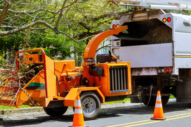 Lakeside, MT Tree Service Company